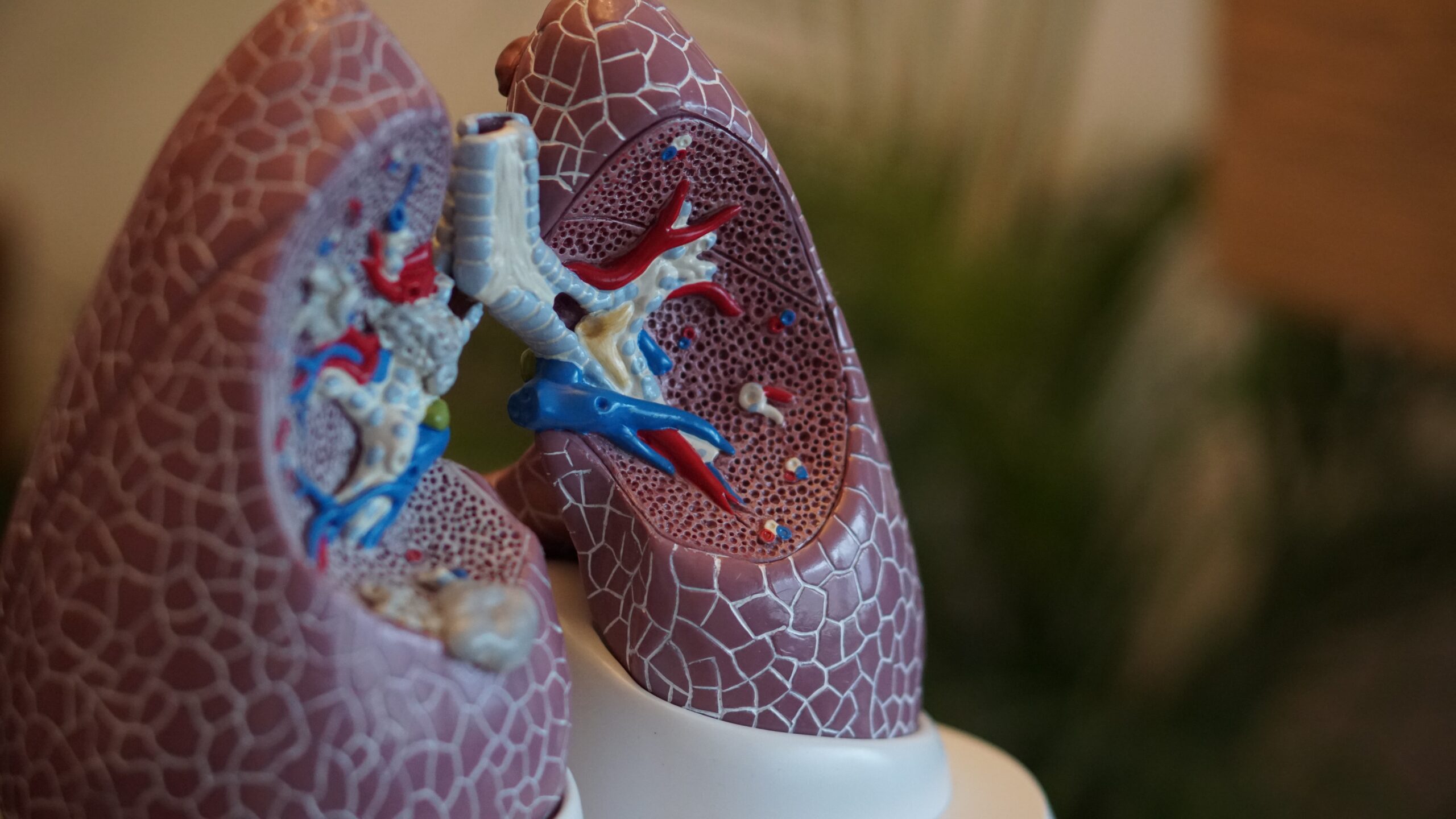 anatomisch model van de longen